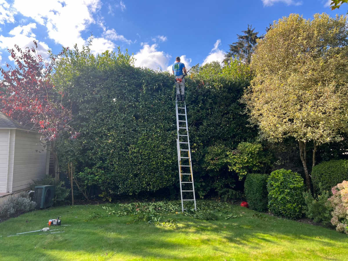 Hedge Trimming Services