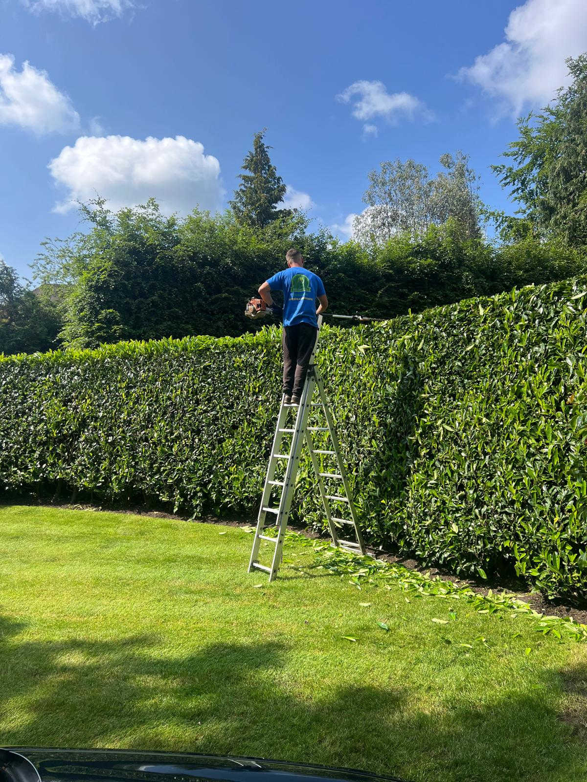 Hedge Trimming Services