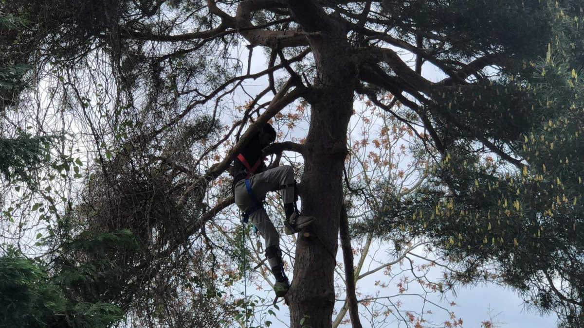 Tree Surgeon Services