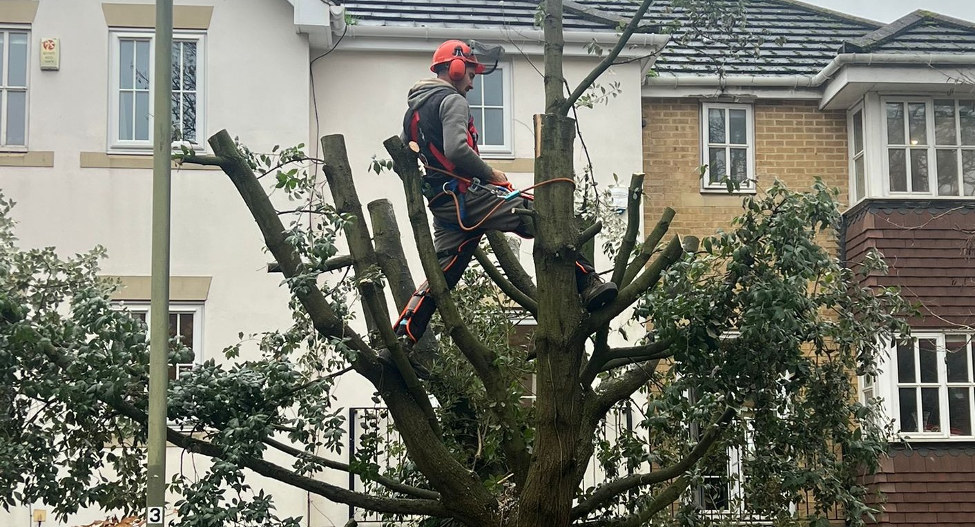 Tree Surgeon