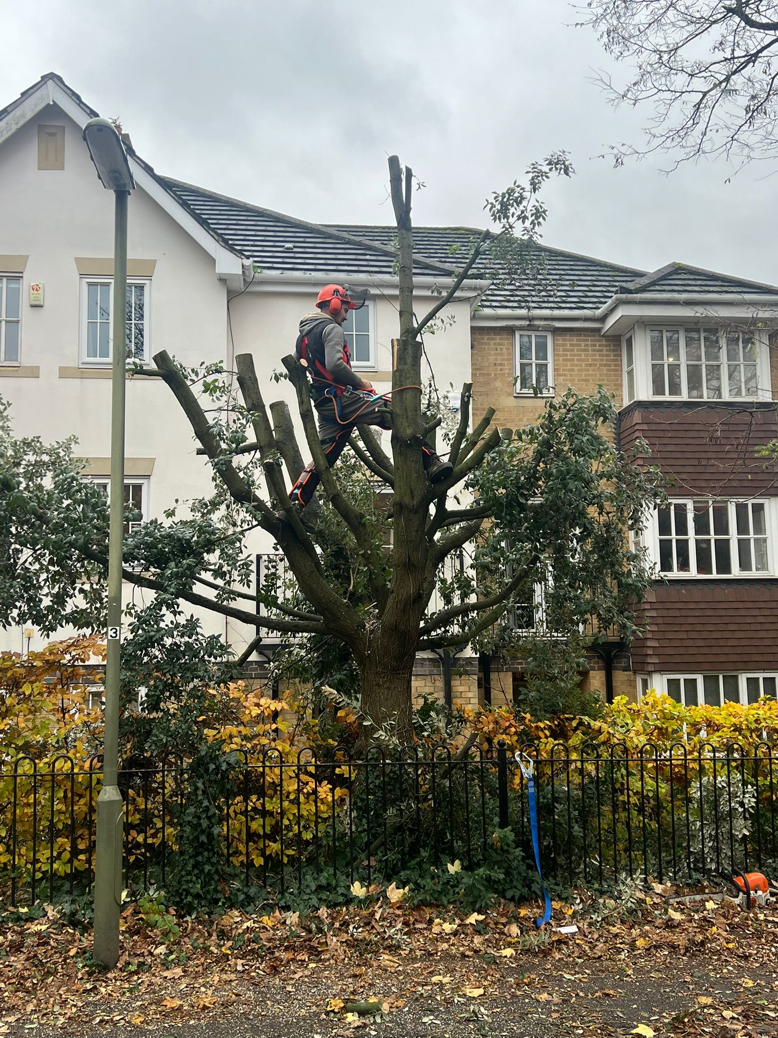 Tree Surgeon Services