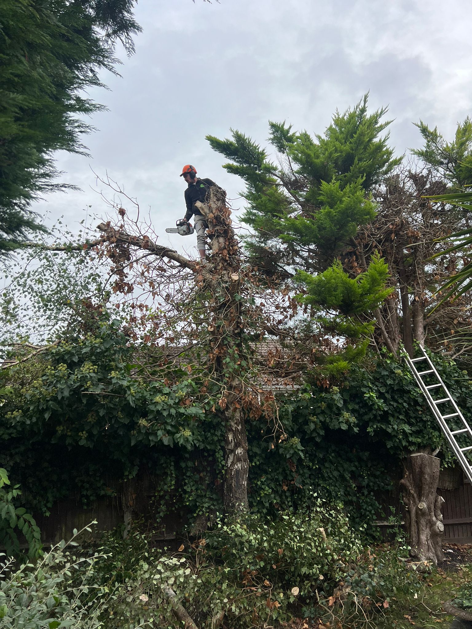 Tree Surgeon Services