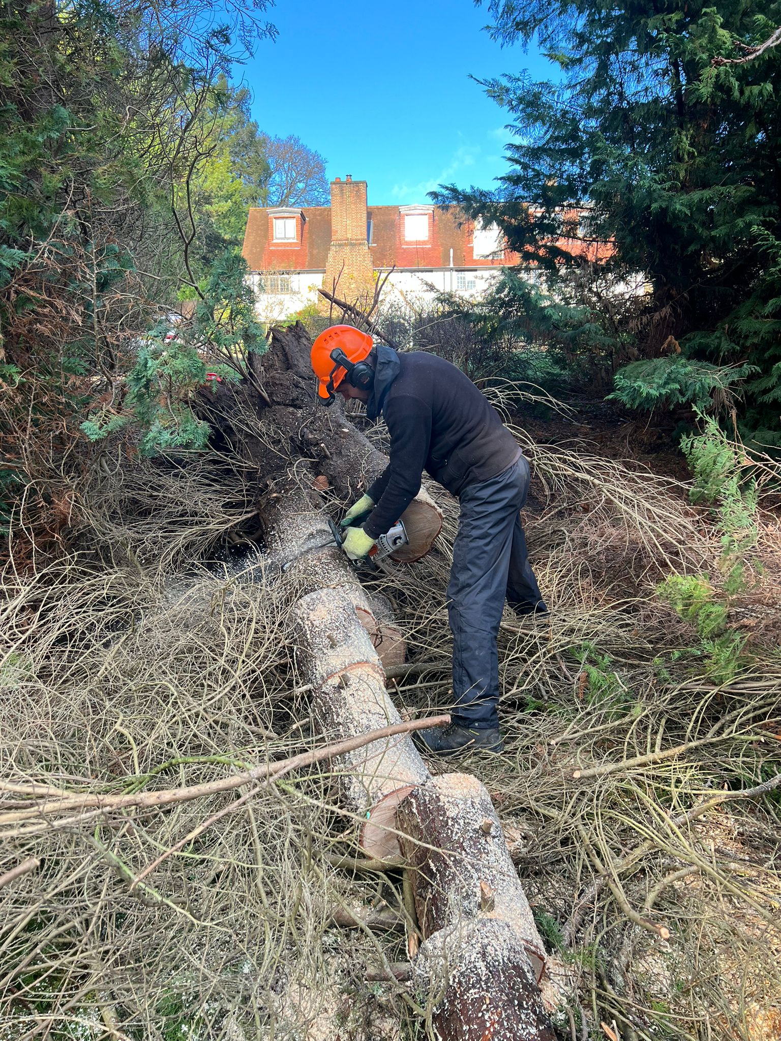 Tree Surgeon Services